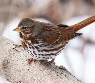 Photo 1/20 of Fox Sparrow (Passerella iliaca)