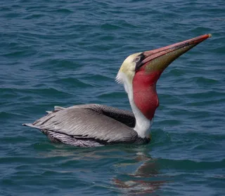 Photo 2/6 of Brown Pelican (Pelecanus occidentalis)