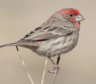 Photo 1/6 of House Finch (Haemorhous mexicanus)