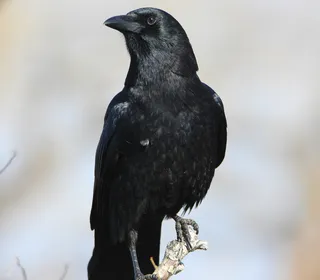 Photo 3/5 of American Crow (Corvus brachyrhynchos)