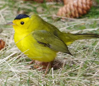 Photo 2/4 of Wilson's Warbler (Cardellina pusilla)