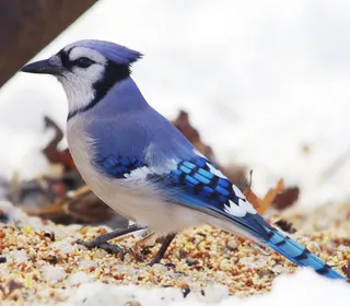Photo 2/6 of Blue Jay (Cyanocitta cristata)