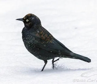 Photo 1/2 of Rusty Blackbird (Euphagus carolinus)