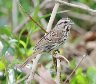 Photo 10/26 of Song Sparrow (Melospiza melodia)