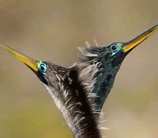 Photo 2/5 of Anhinga (Anhinga anhinga)