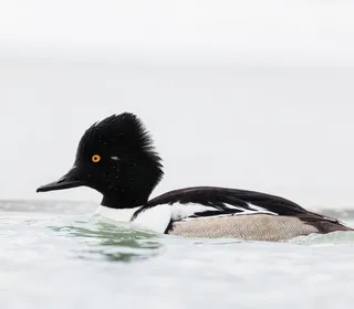 Photo 2/7 of Common Goldeneye (Bucephala clangula)