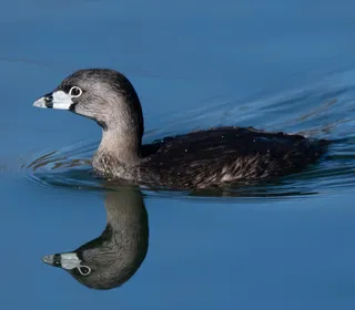 Photo 1/5 of Pied-billed Grebe (Podilymbus podiceps)