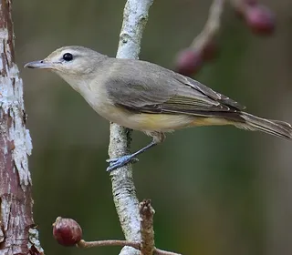 Photo 1/5 of Warbling Vireo (Vireo gilvus)