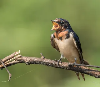 Photo 4/10 of Barn Swallow (Hirundo rustica)