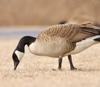Photo 1/18 of Canada Goose (Branta canadensis)