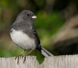 Photo 2/23 of Dark-eyed Junco (Junco hyemalis)