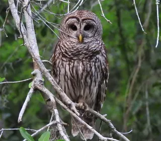 Photo 4/6 of Barred Owl (Strix varia)