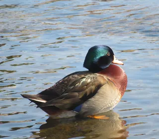 Photo 2/11 of Wood Duck (Aix sponsa)