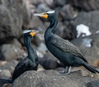 Photo 1/7 of Double-crested Cormorant (Nannopterum auritum)