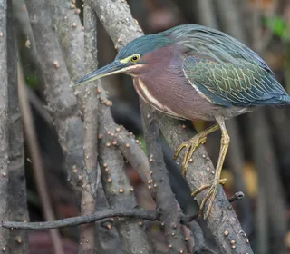 Photo 1/6 of Green Heron (Butorides virescens)