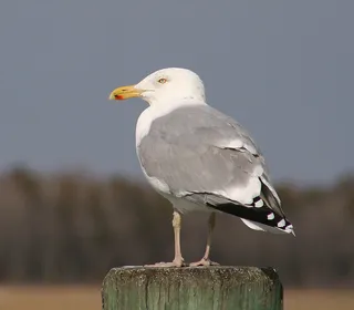 Photo 1/7 of American Herring Gull (Larus smithsonianus)
