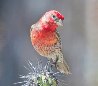 Photo 3/6 of House Finch (Haemorhous mexicanus)