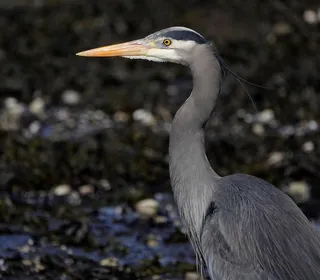 Photo 5/8 of Great Blue Heron (Ardea herodias)