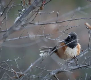 Photo 15/17 of Spotted Towhee (Pipilo maculatus)