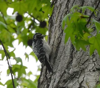 Photo 6/8 of Downy Woodpecker (Dryobates pubescens)