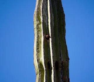 Photo 4/4 of Gila Woodpecker (Melanerpes uropygialis)