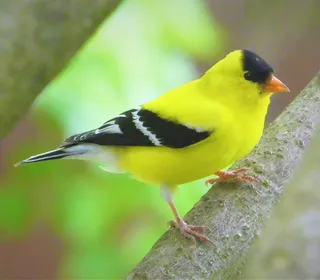 Photo 2/7 of American Goldfinch (Spinus tristis)
