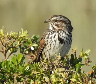 Photo 14/26 of Song Sparrow (Melospiza melodia)