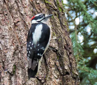 Photo 5/8 of Downy Woodpecker (Dryobates pubescens)