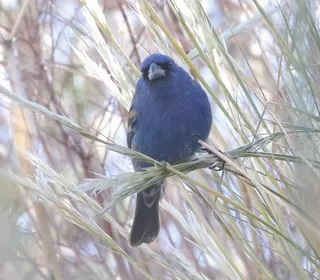 Photo 3/4 of Indigo Bunting (Passerina cyanea)
