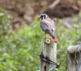 Photo 9/16 of American Kestrel (Falco sparverius)
