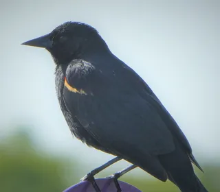 Photo 13/19 of Red-winged Blackbird (Agelaius phoeniceus)