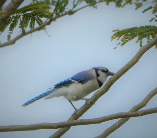 Photo 3/6 of Blue Jay (Cyanocitta cristata)