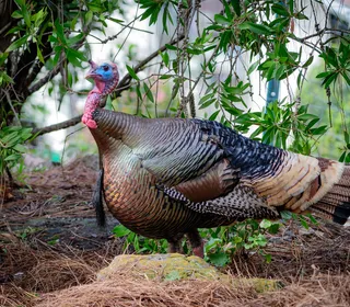 Photo 7/8 of Wild Turkey (Meleagris gallopavo)
