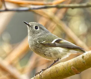 Photo 3/3 of Ruby-crowned Kinglet (Corthylio calendula)
