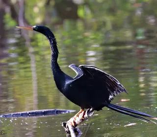 Photo 10/12 of Anhinga (Anhinga anhinga)
