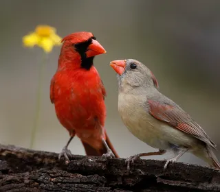 Photo 2/14 of Northern Cardinal (Cardinalis cardinalis)