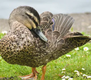 Photo 4/30 of Mallard (Anas platyrhynchos)