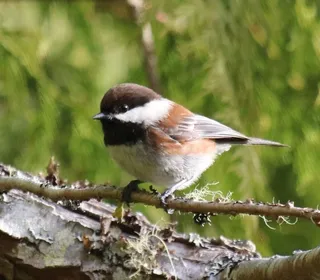 Photo 2/2 of Chestnut-backed Chickadee (Poecile rufescens)