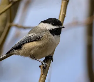 Photo 9/10 of Black-capped Chickadee (Poecile atricapillus)
