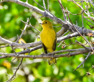 Photo 20/28 of Yellow Warbler (Setophaga petechia)