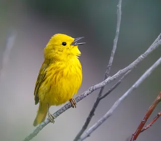 Photo 1/28 of Yellow Warbler (Setophaga petechia)