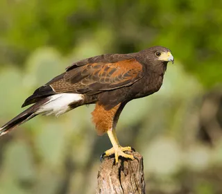 Photo 1/3 of Harris's Hawk (Parabuteo unicinctus)