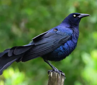 Photo 1/8 of Great-tailed Grackle (Quiscalus mexicanus)