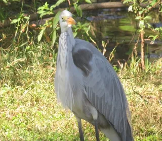 Photo 7/8 of Great Egret (Ardea alba)