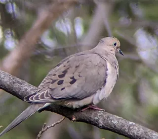 Photo 2/5 of Mourning Dove (Zenaida macroura)