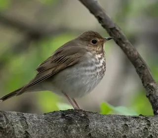 Photo 1/6 of Swainson's Thrush (Catharus ustulatus)