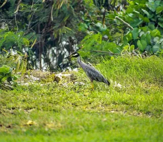 Photo 6/7 of Yellow-crowned Night Heron (Nyctanassa violacea)
