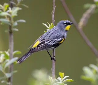 Photo 3/10 of Yellow-rumped Warbler (Setophaga coronata)