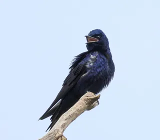 Photo 3/4 of Purple Martin (Progne subis)
