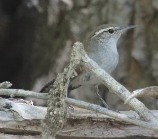 Photo 4/8 of Bewick's Wren (Thryomanes bewickii)